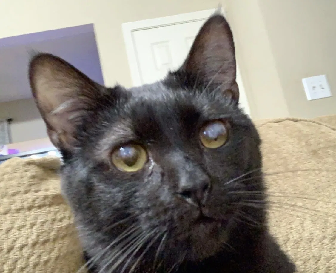 Lost cat in Lees Summit, MO, 64081