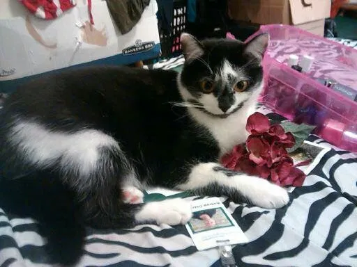 Lost cat in Everett, WA, 98203