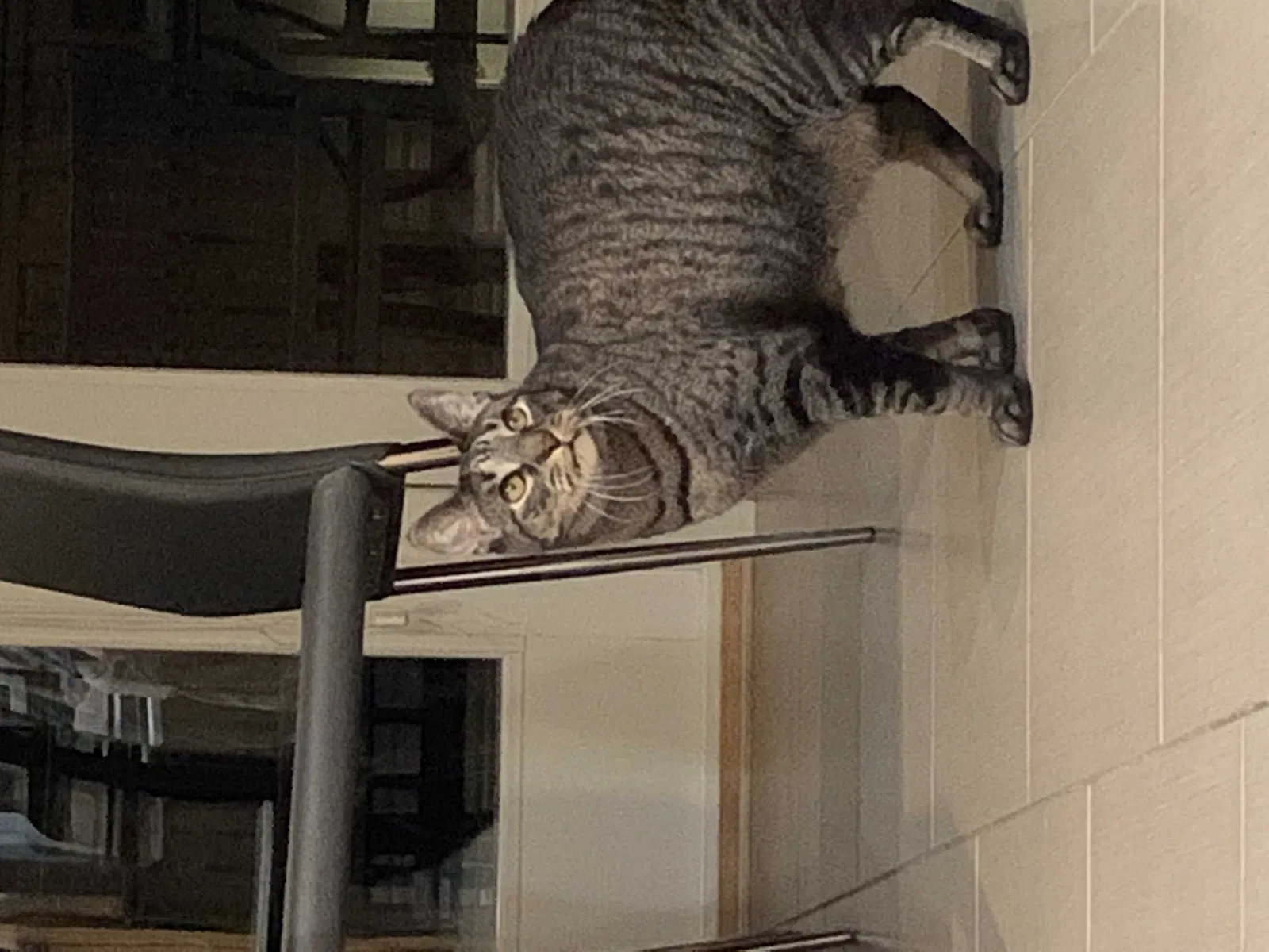 Lost cat in Chicago, IL, 60625