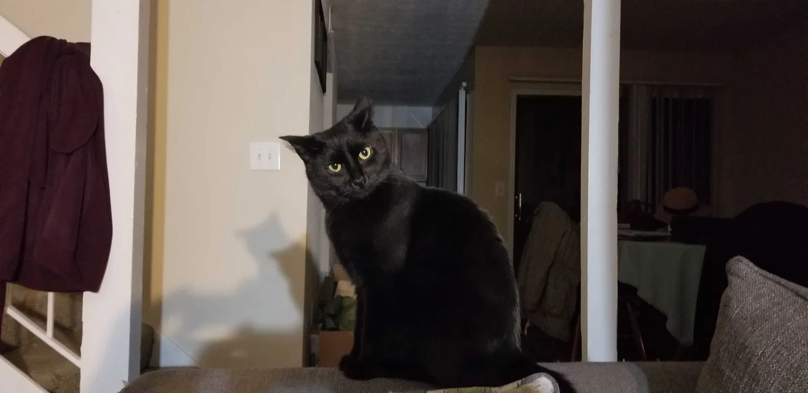 Lost cat in Atlanta, GA, 30338