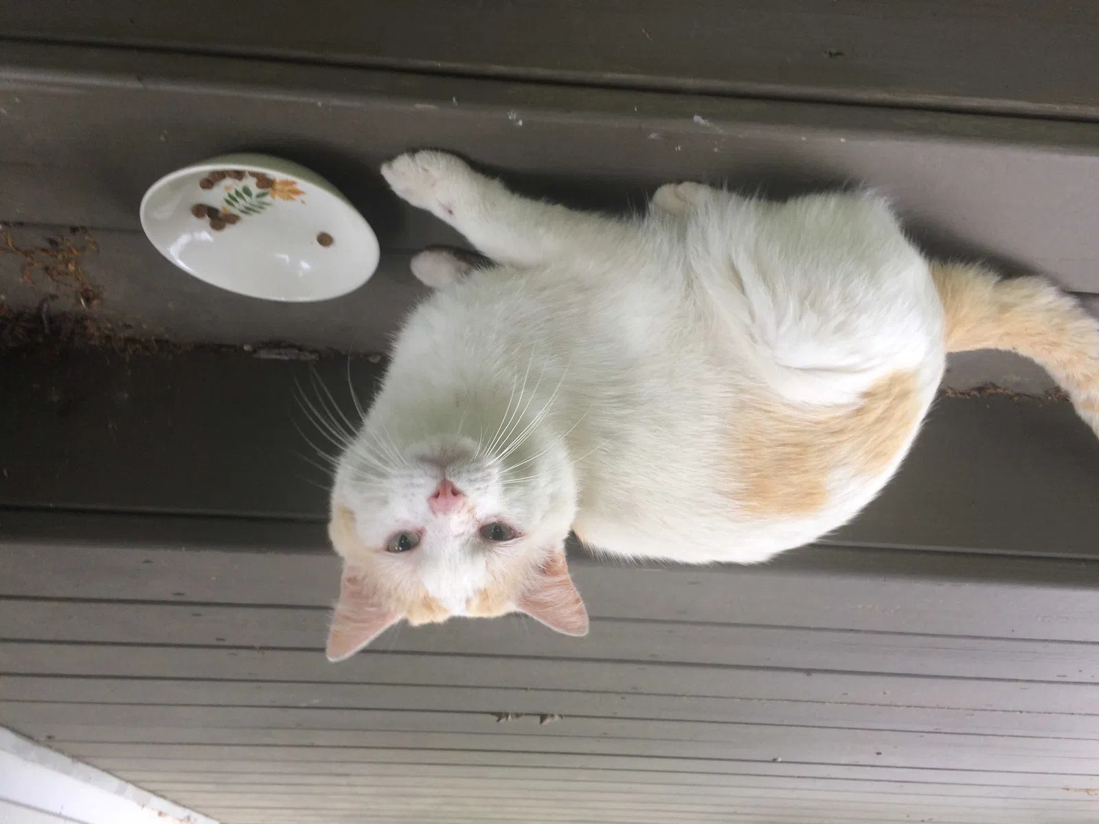 Found cat in Mogadore, OH, 44260