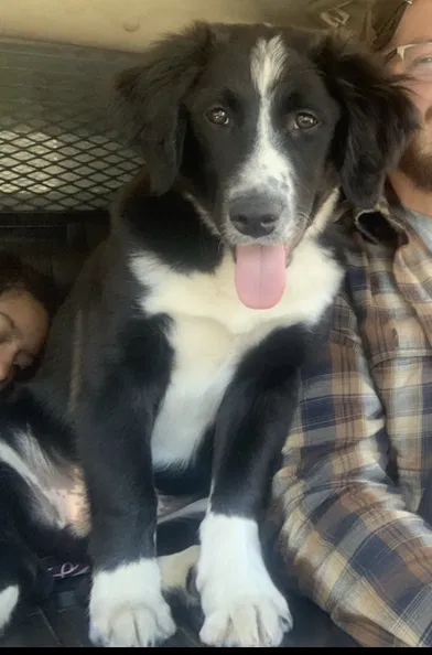 Lost dog in Bald Knob, AR, 72010