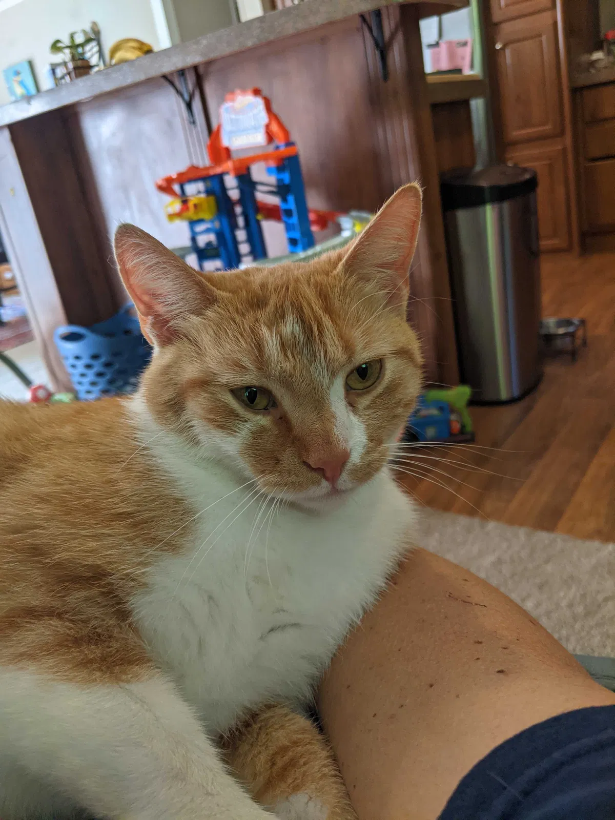 Lost cat in Unknown, WV, 26309