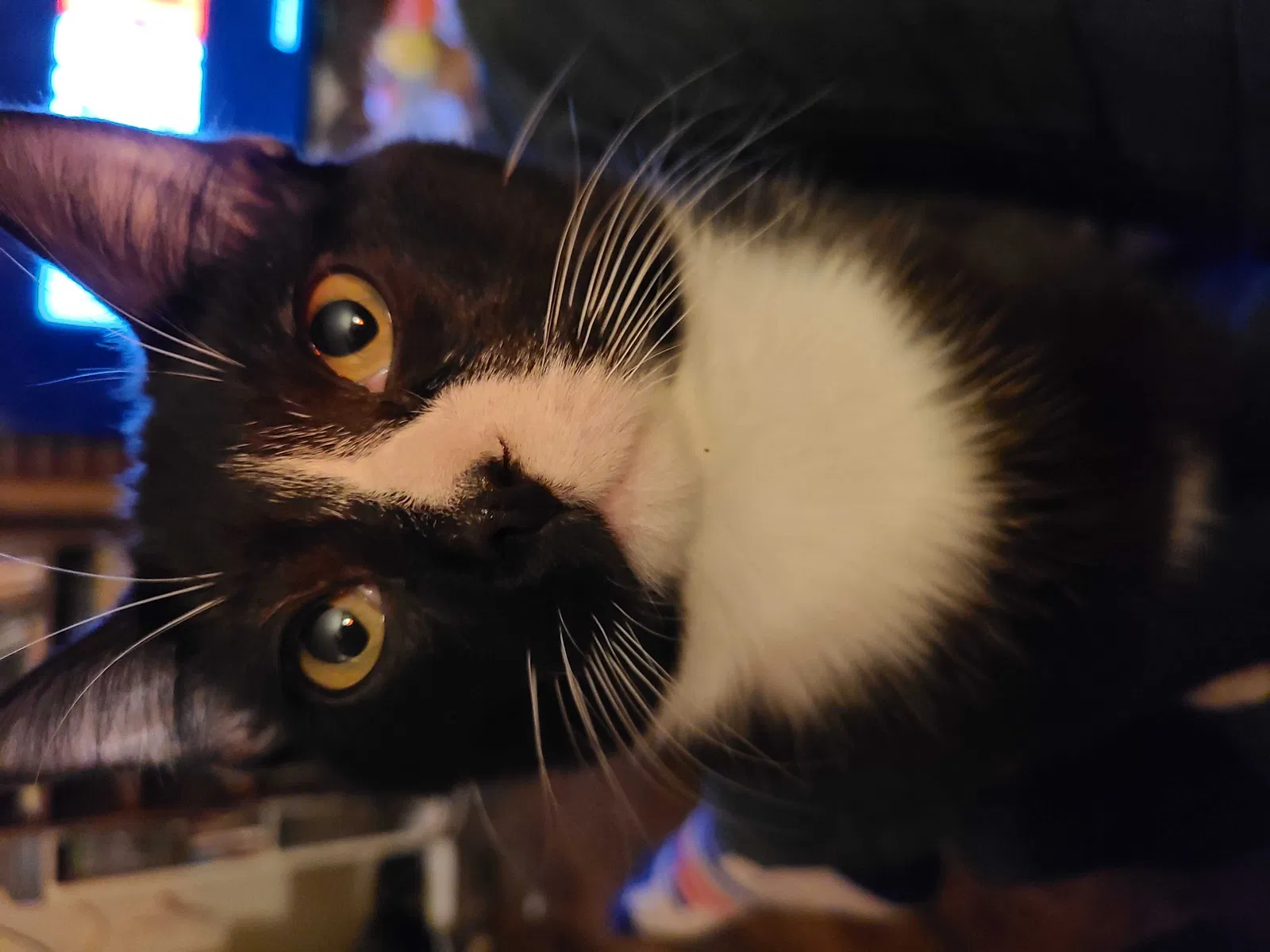 Lost cat in Tulsa, OK, 74135