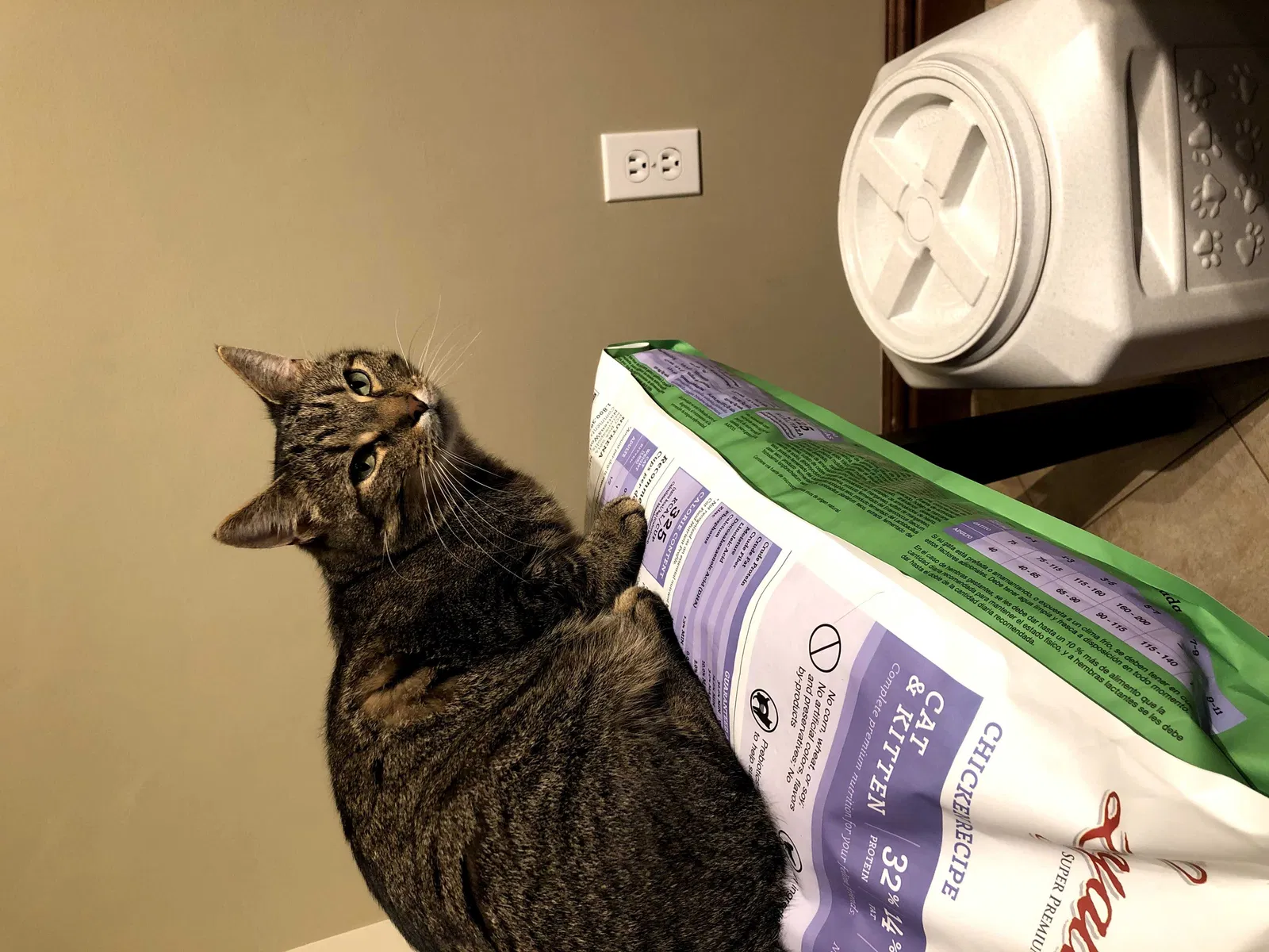 Lost cat in Port Republic, VA, 24471