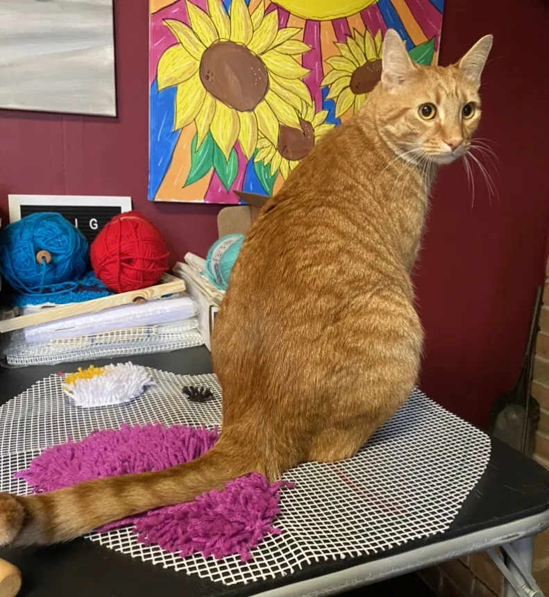 Lost cat in Manheim, PA, 17545