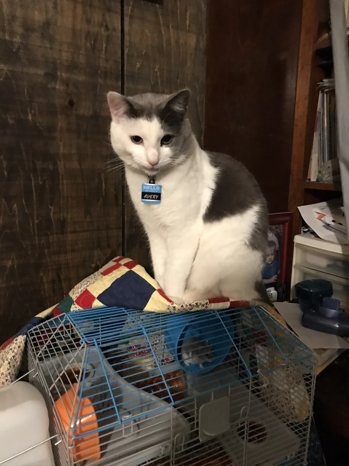 Lost cat in Trinity, NC, 27370