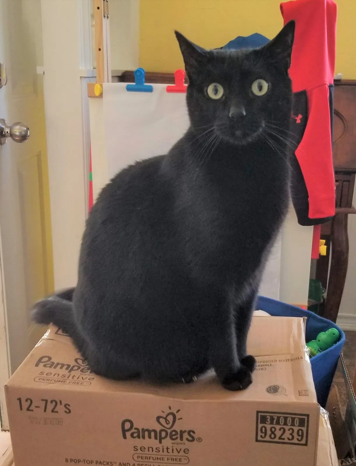 Lost cat in Woodruff, SC, 29388