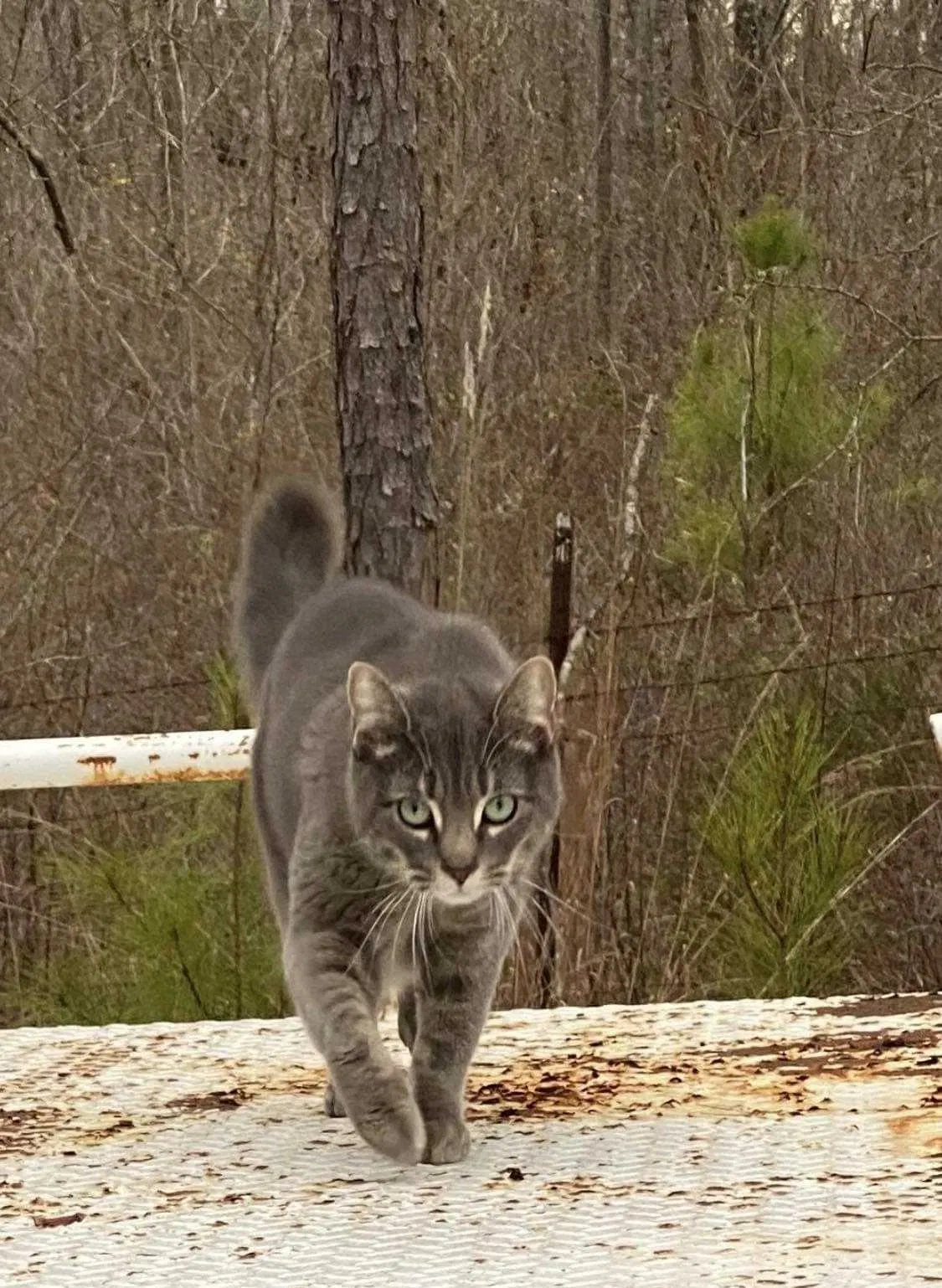 Lost cat in Crystal Springs, MS, 39059