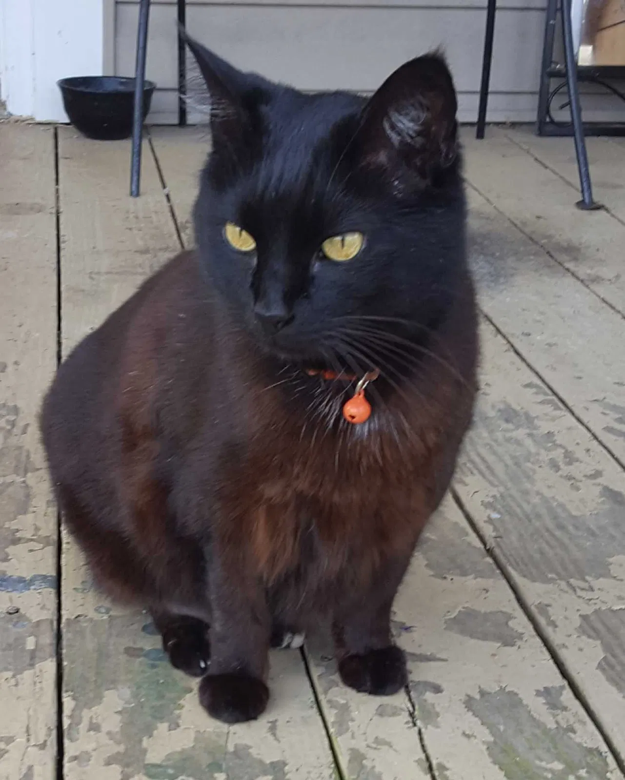Lost cat in Sevierville, TN, 37876