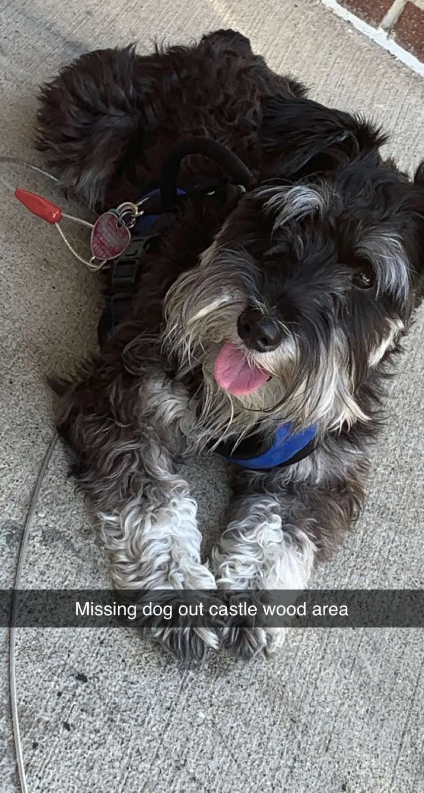 Lost dog in Lexington, KY, 40505