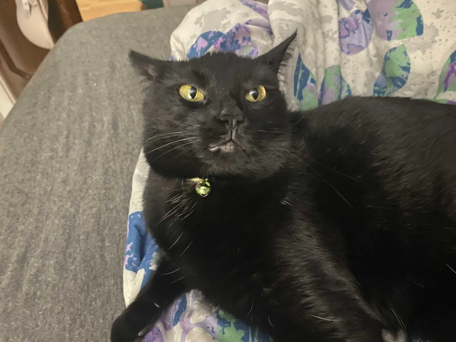 Lost cat in Cleveland, OH, 44111