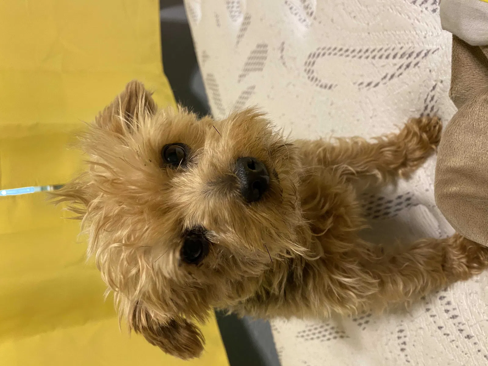 Lost dog in South Bend, IN, 46619