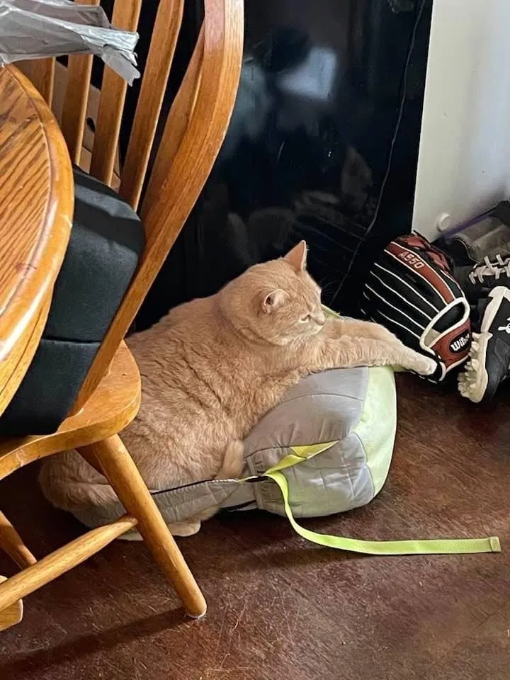 Lost cat in Lancaster, OH, 43130