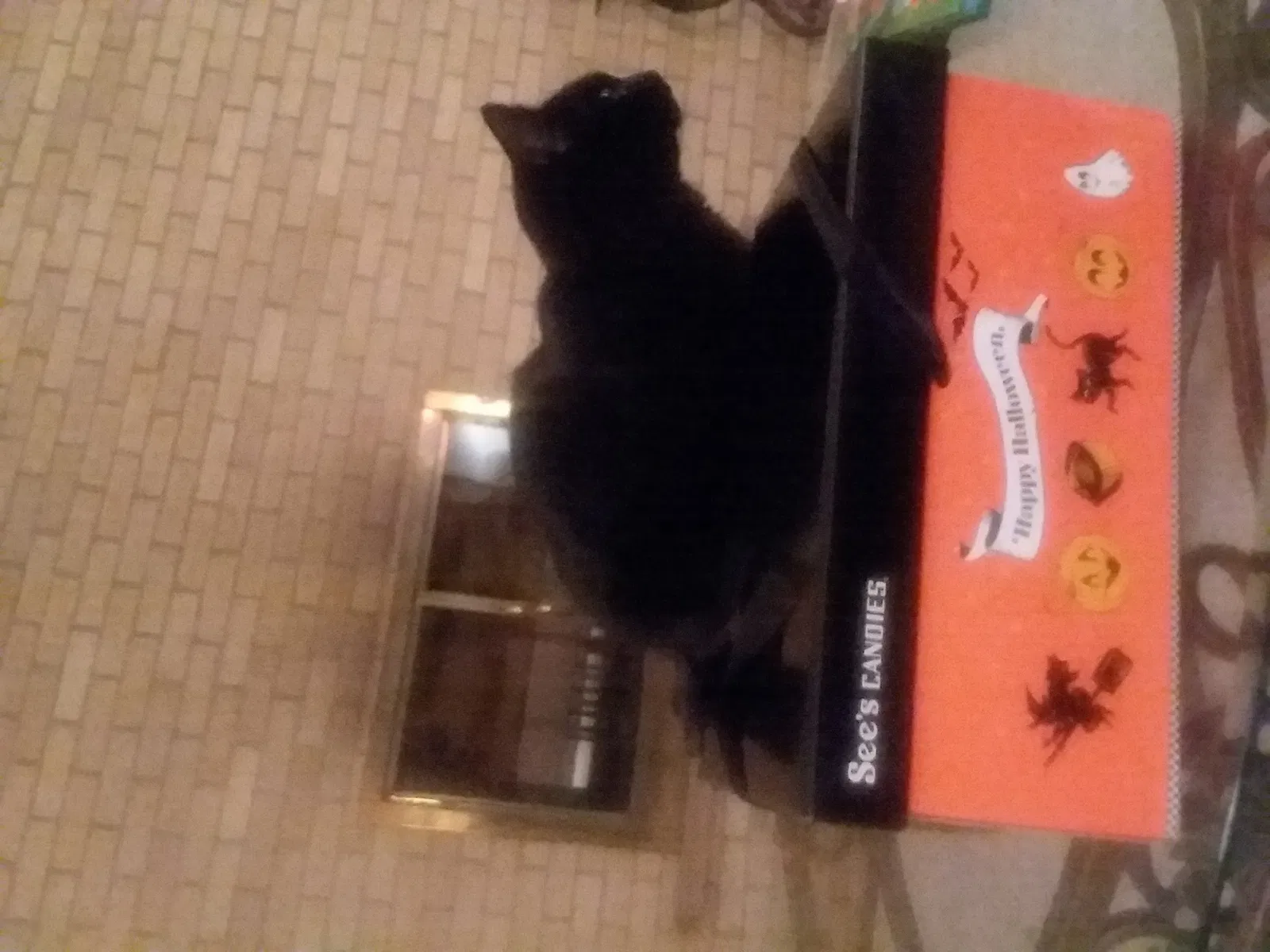 Lost cat in Spokane, WA, 99203