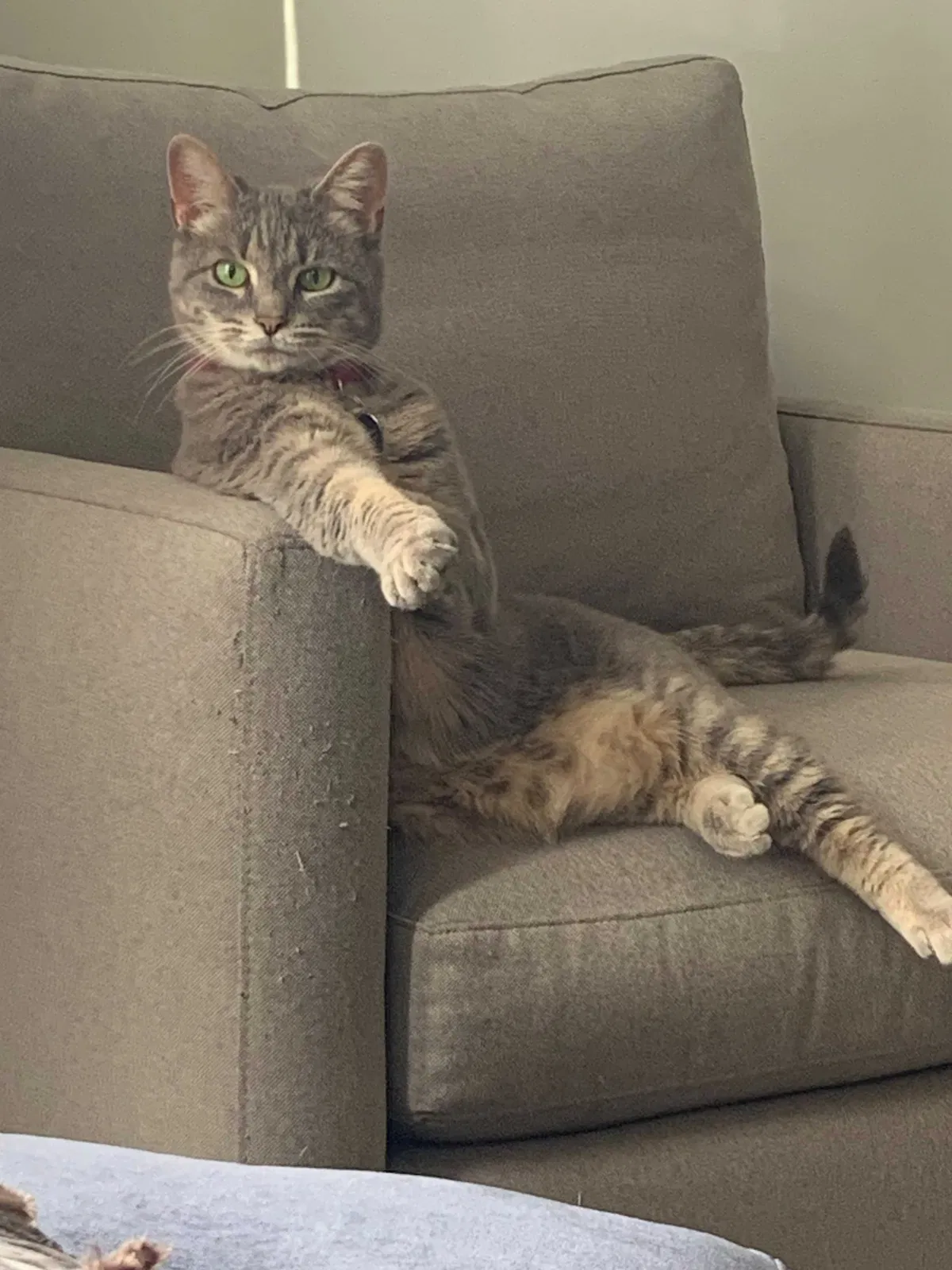 Lost cat in Portland, OR, 97211