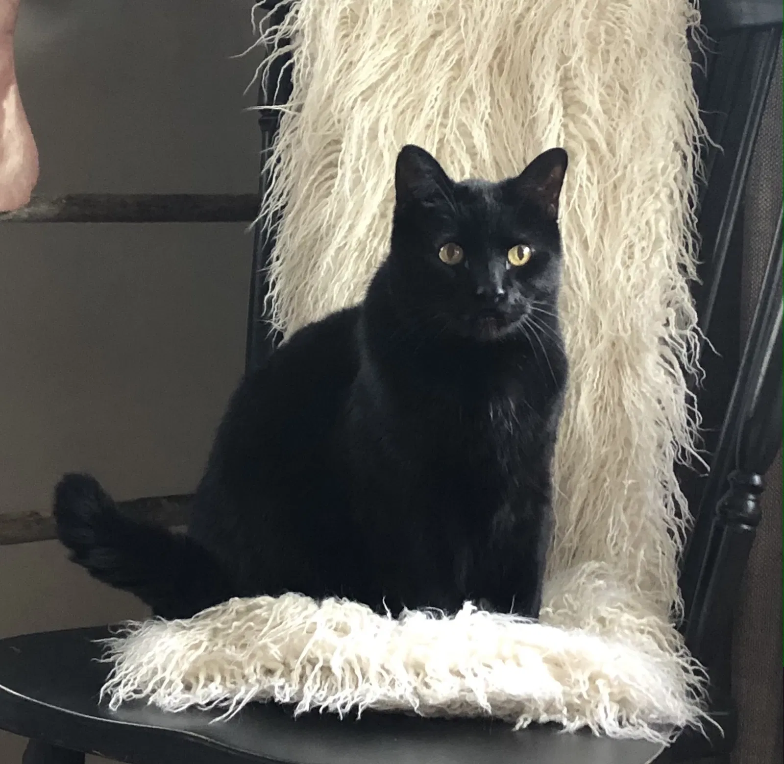 Lost cat in Westerville, OH, 43081