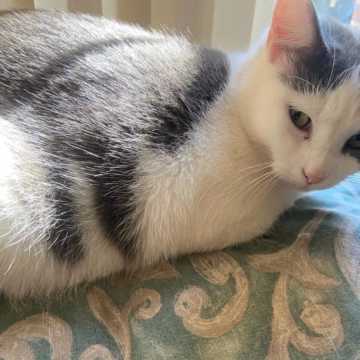Lost cat in Cincinnati, OH, 45211
