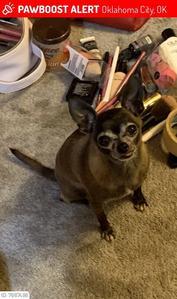 Lost dog in Oklahoma City, OK, 73159