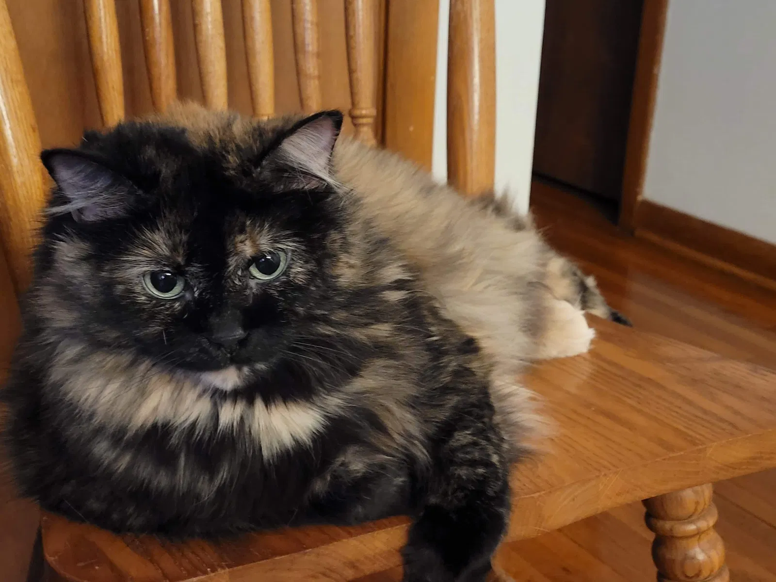 Lost cat in Minneapolis, MN, 55448