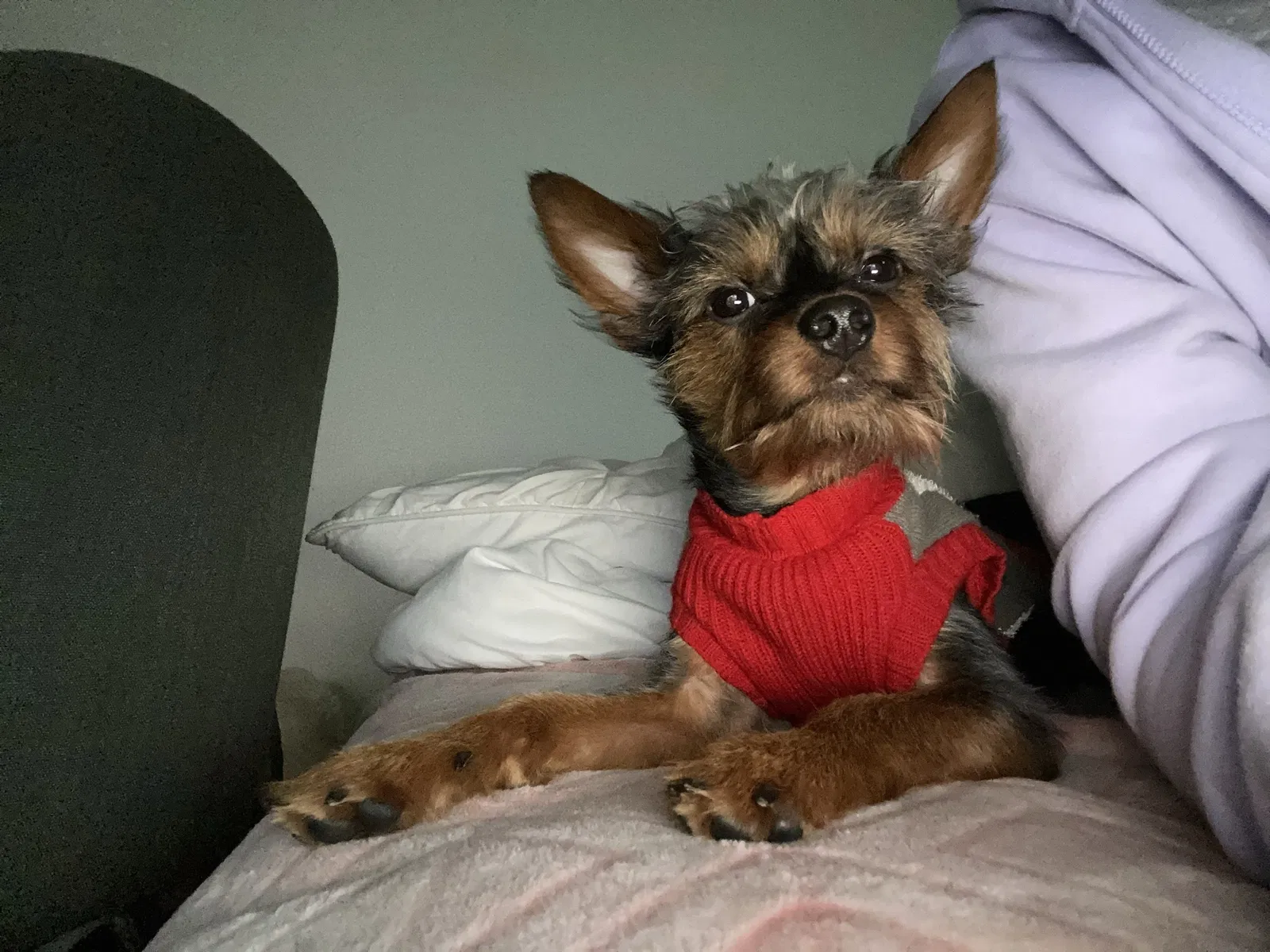 Lost dog in Albuquerque, NM, 87102