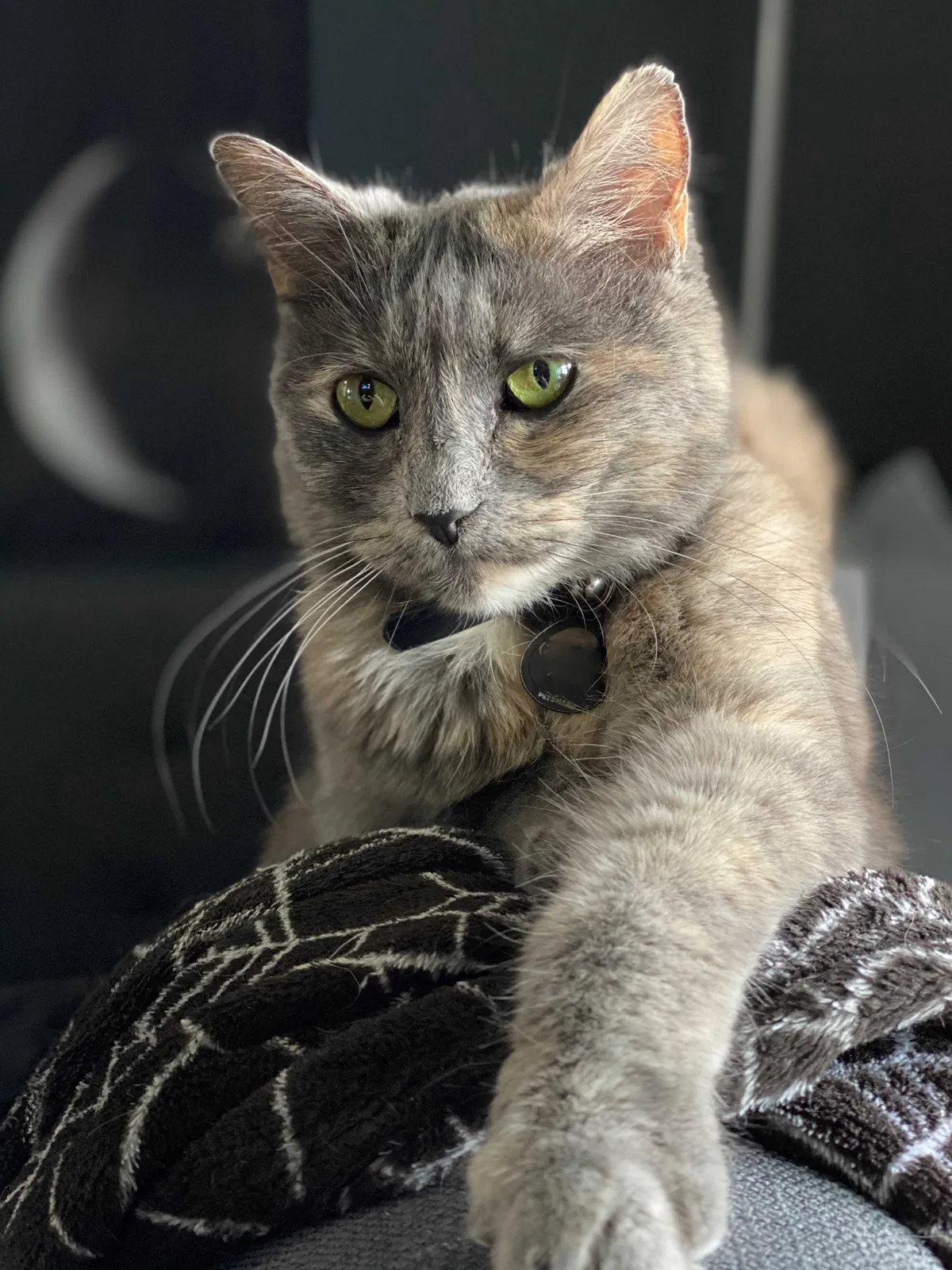 Lost cat in Tacoma, WA, 98404