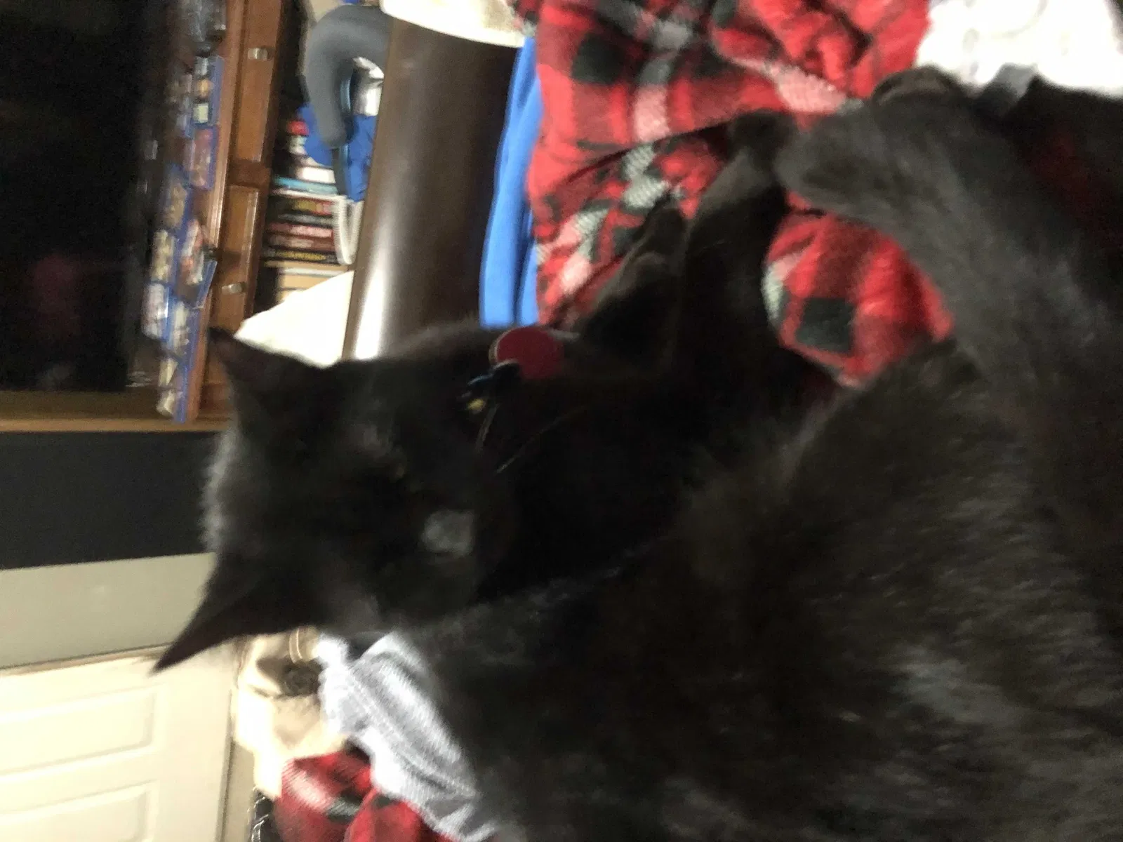 Lost cat in Carrollton, TX, 75007
