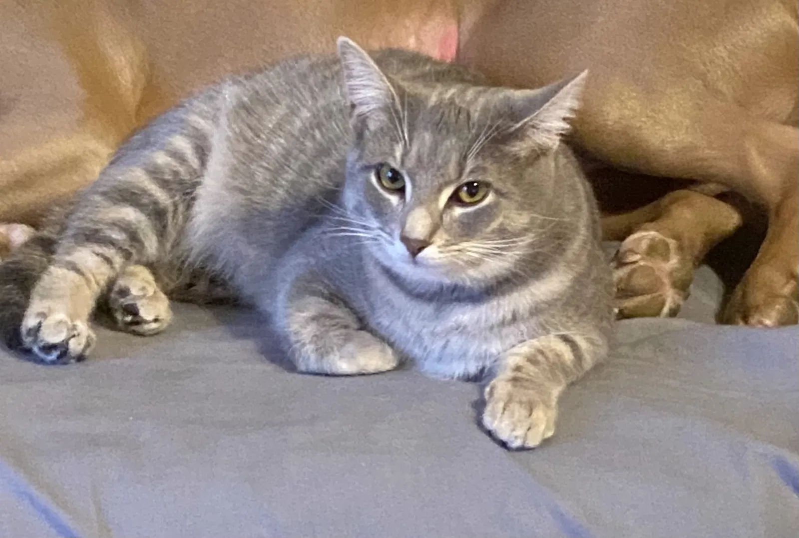 Lost cat in Franklin, IN, 46131
