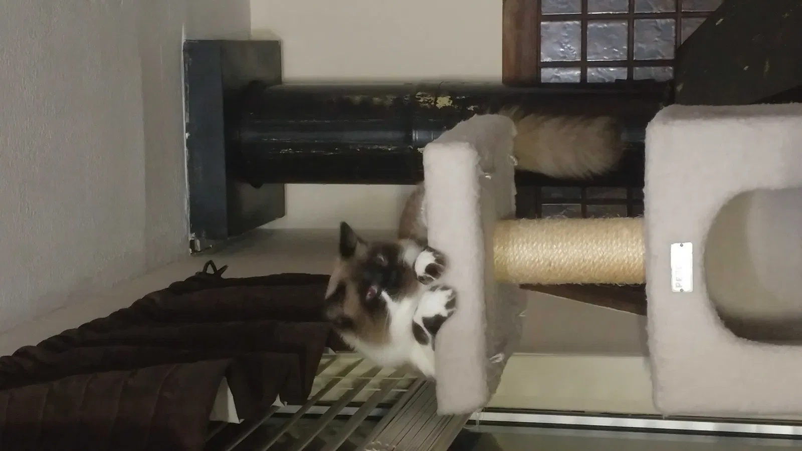 Lost cat in Rio Vista, CA, 94571
