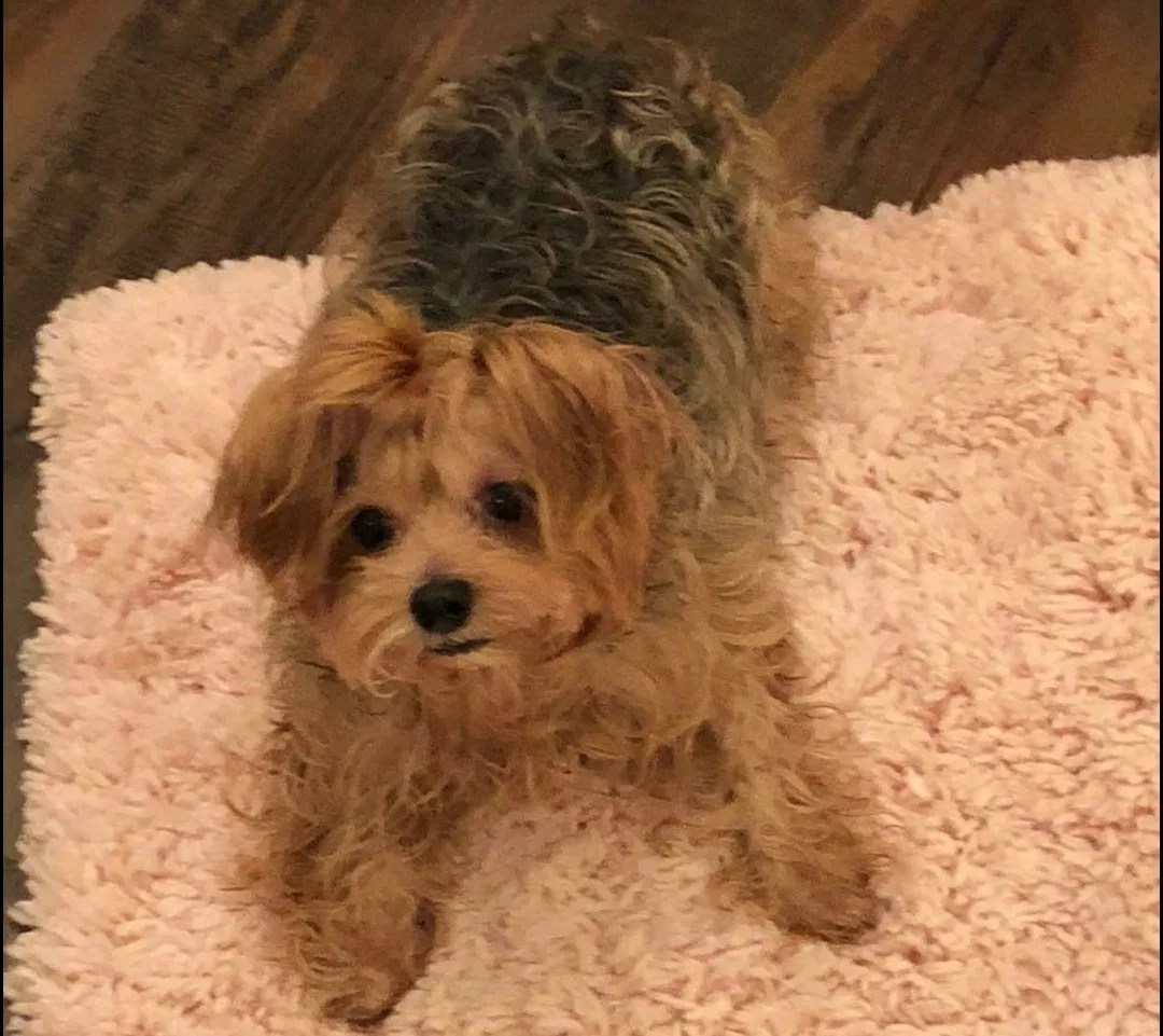 Lost dog in Denton, TX, 76207