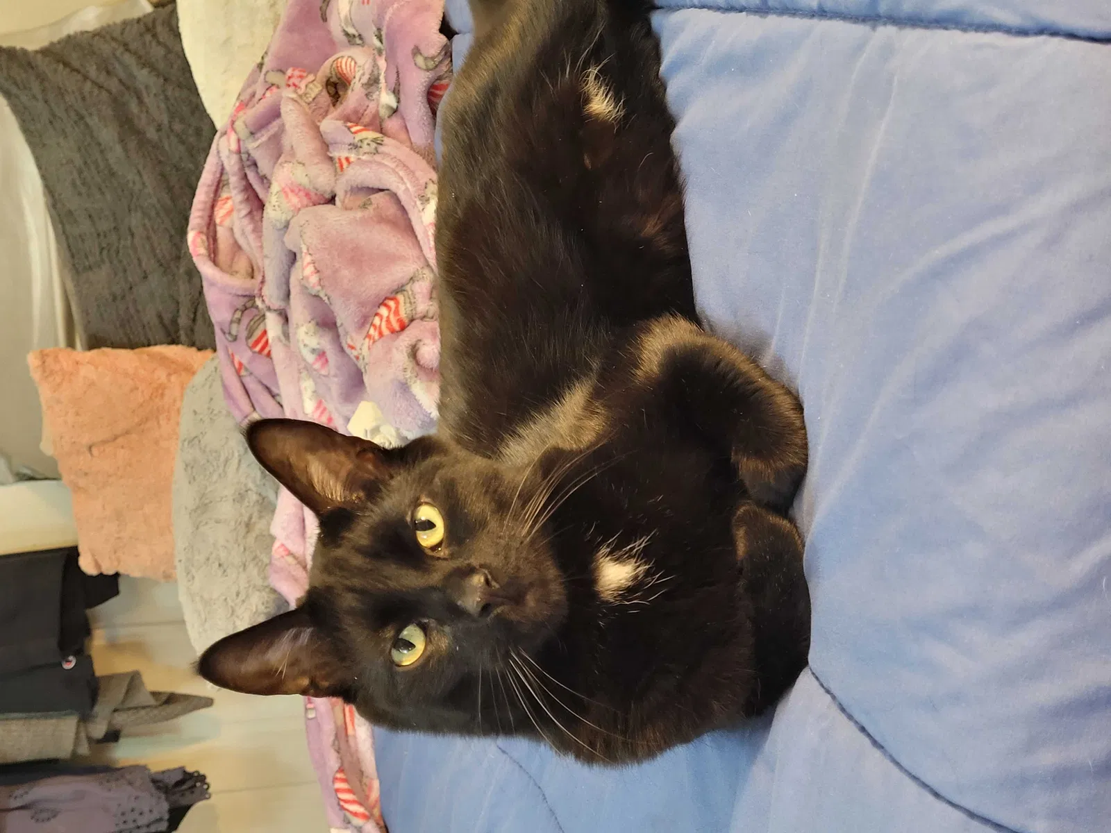 Lost cat in Manchester, NH, 3103