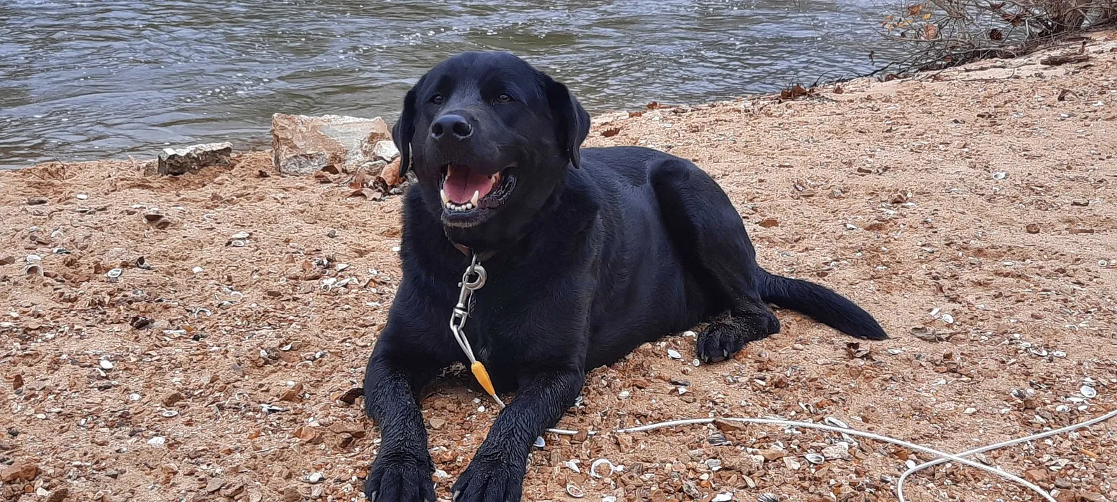 Lost dog in Hillsboro, MO, 63050