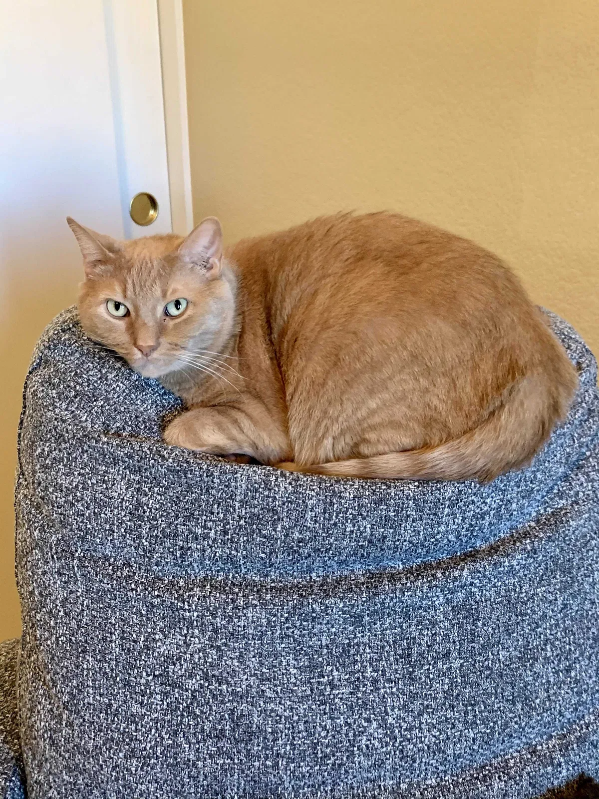 Lost cat in Peoria, AZ, 85382