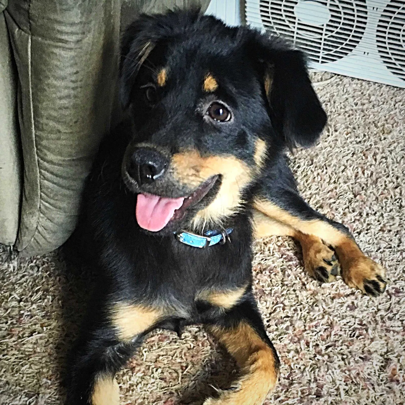 Lost dog in Saint Peters, MO, 63376