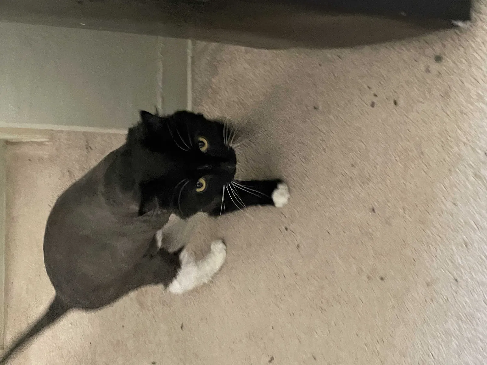 Lost cat in San Diego, CA, 92104