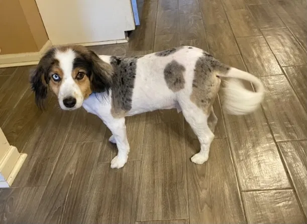 Lost dog in Southaven, MS, 38671
