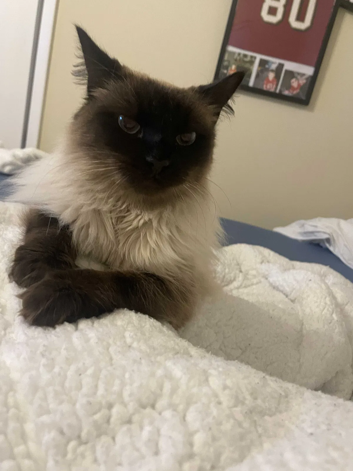 Lost cat in Concord, CA, 94521