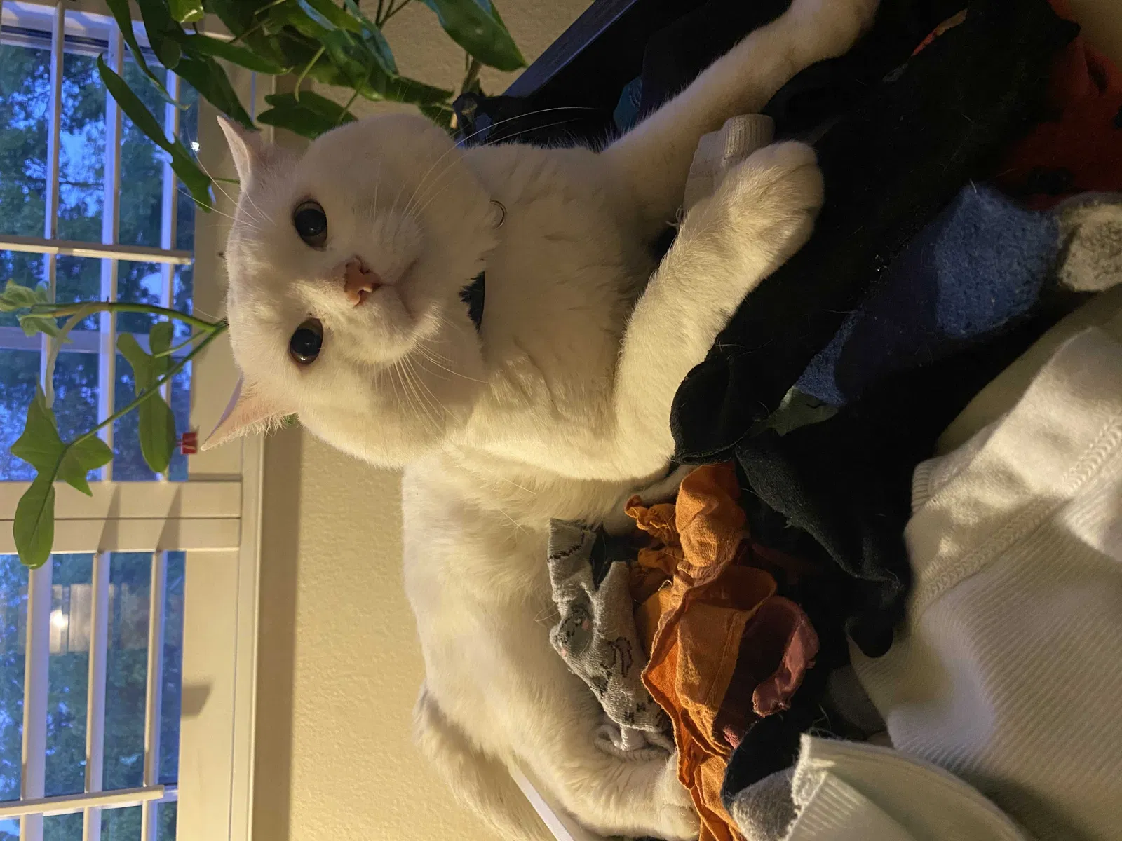 Lost cat in San Jose, CA, 95125