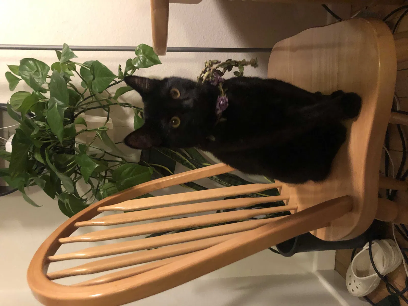 Lost cat in Los Angeles, CA, 90042
