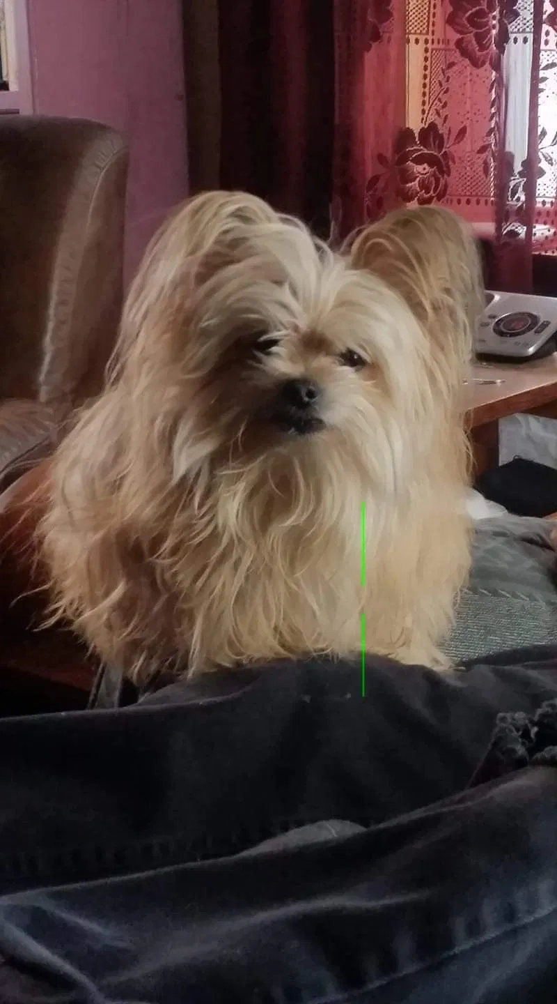 Lost dog in Bangor, MI, 49013