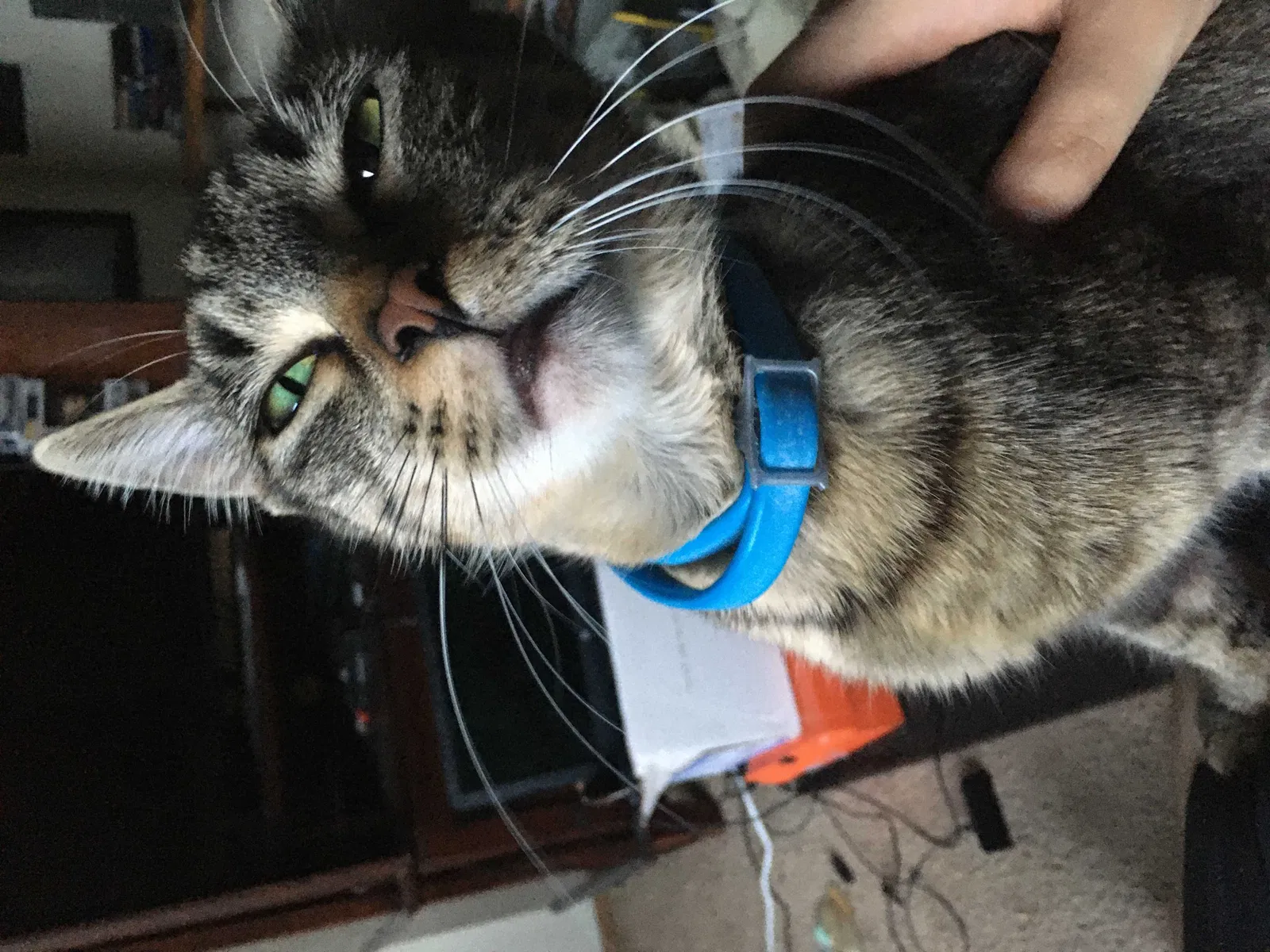 Lost cat in Vancouver, WA, 98664