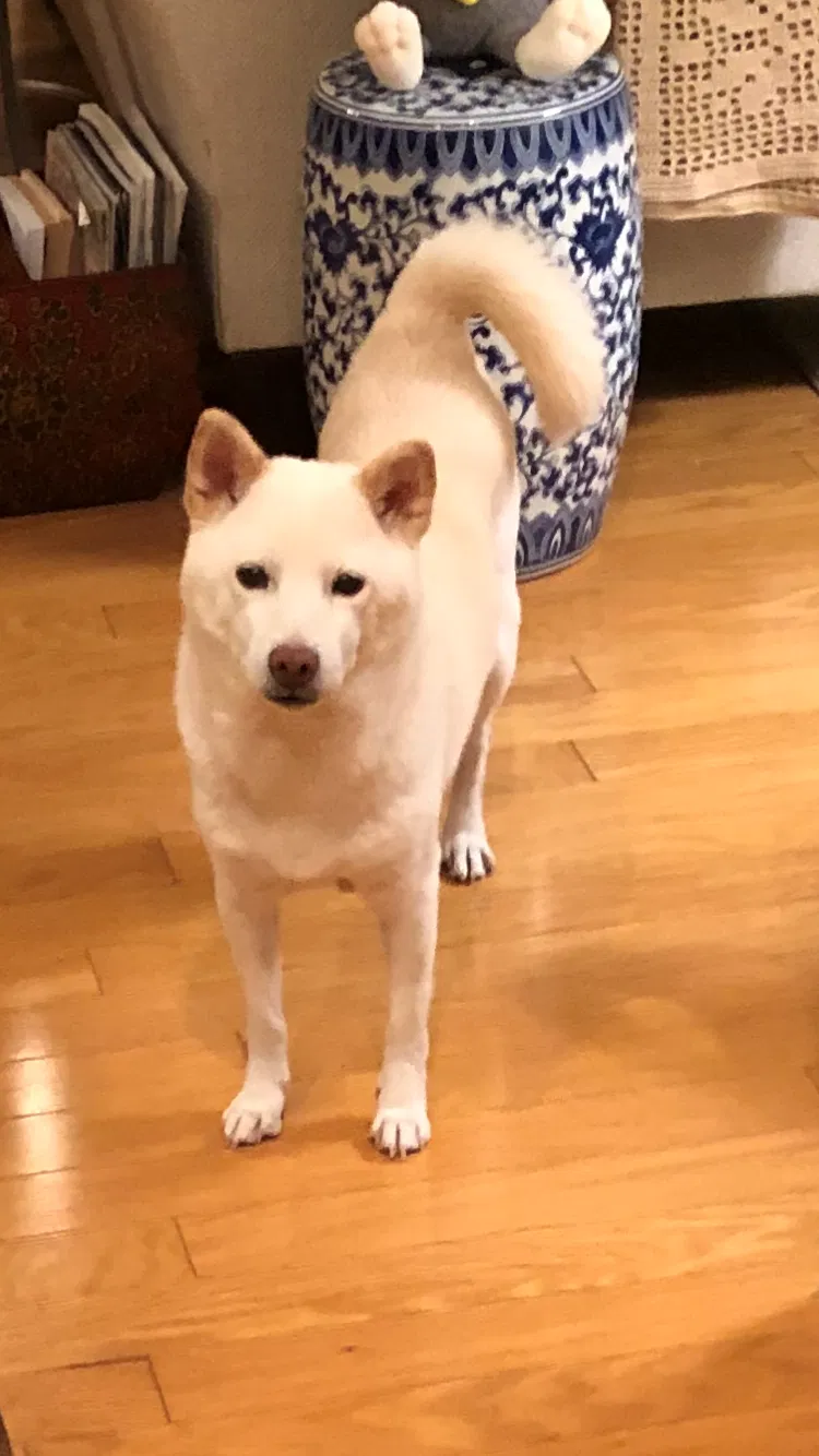 Lost dog in Buffalo Valley, TN, 38548