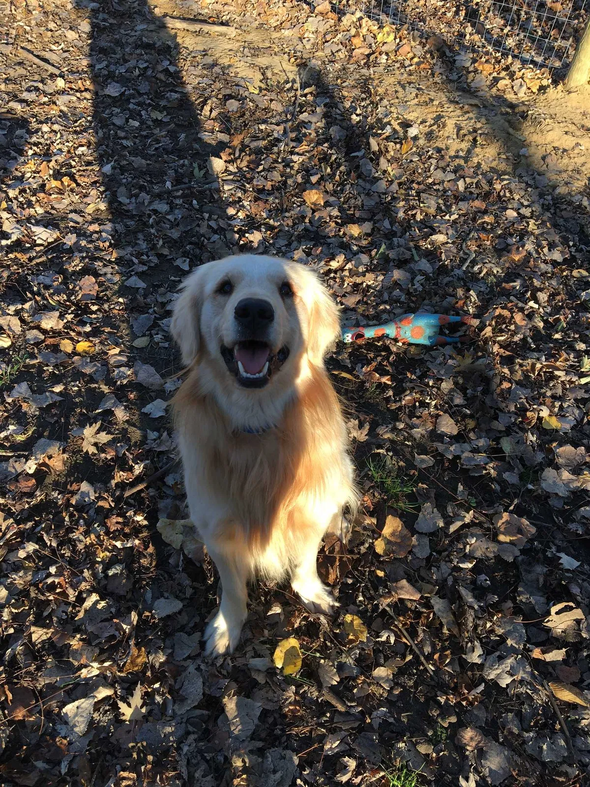 Lost dog in Fort Gratiot, MI, 48059