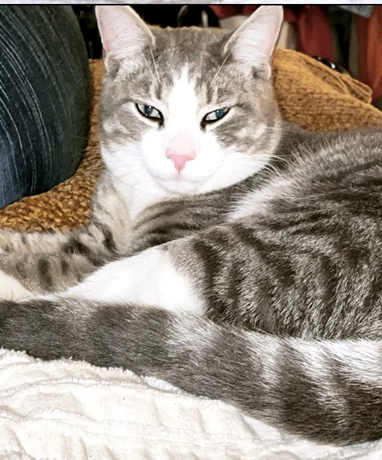 Lost cat in Brooklyn, NY, 11210