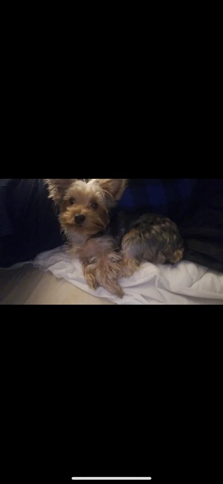 Lost dog in Buford, GA, 30518