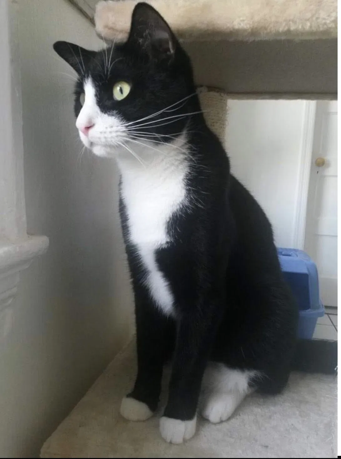 Lost cat in Astoria, NY, 11102