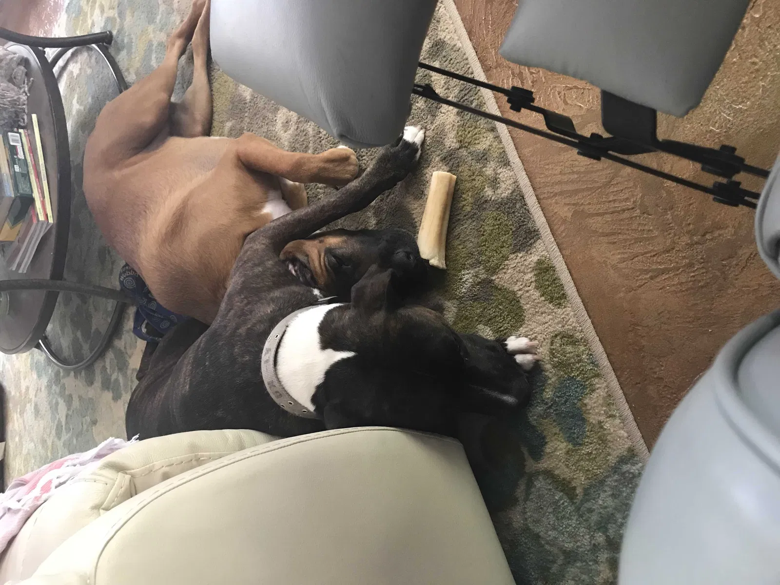 Lost dog in Baton Rouge, LA, 70815