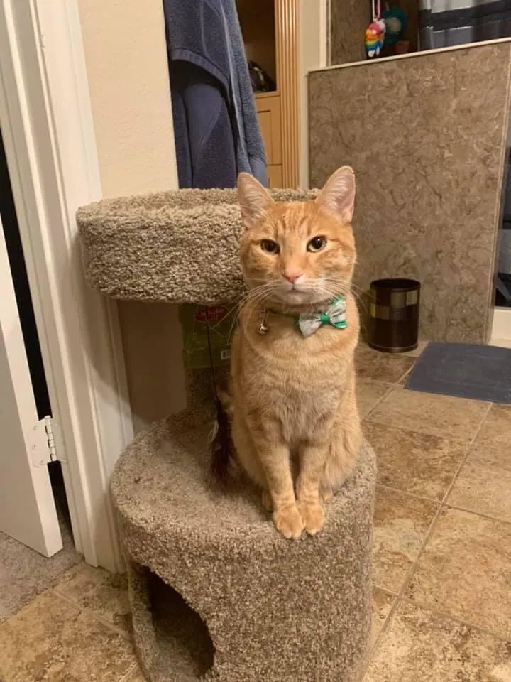 Lost cat in Las Vegas, NV, 89120