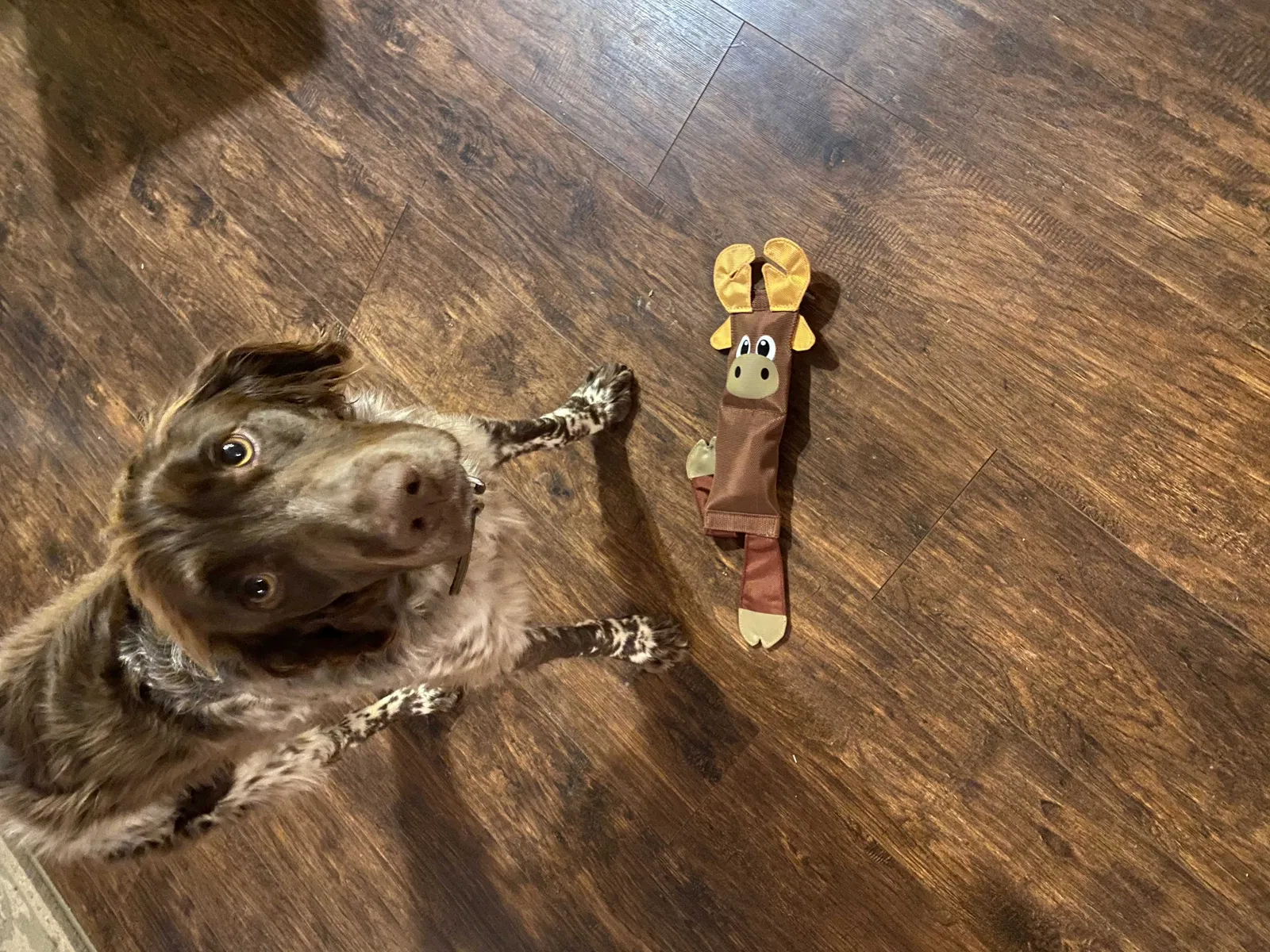 Lost dog in Rice, VA, 23966