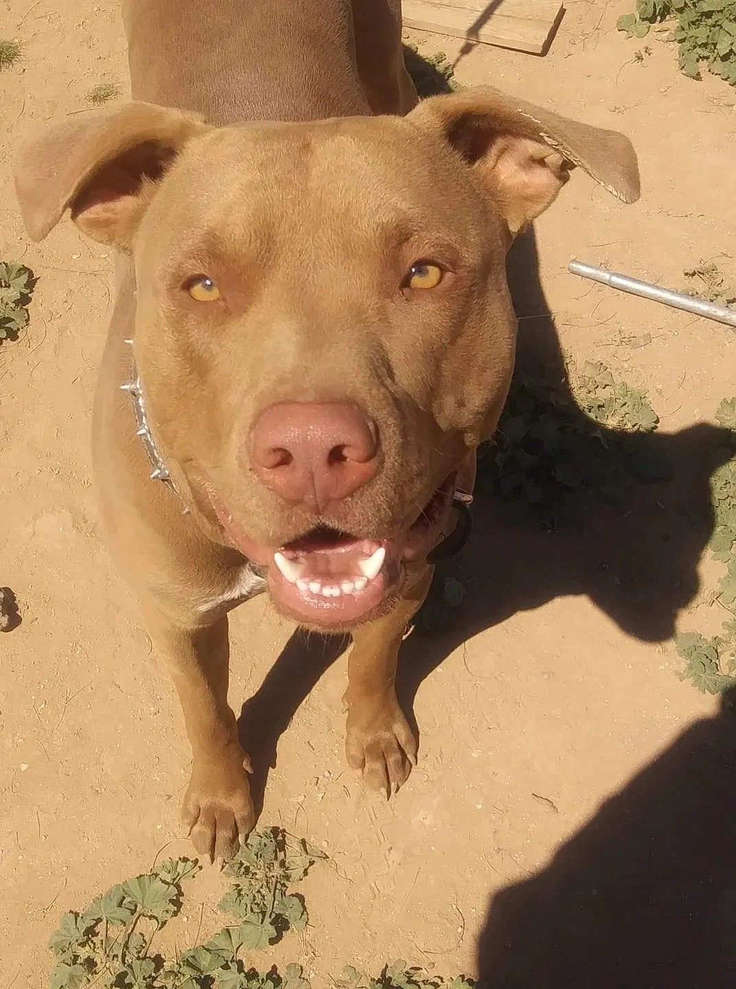 Lost dog in Wittmann, AZ, 85361
